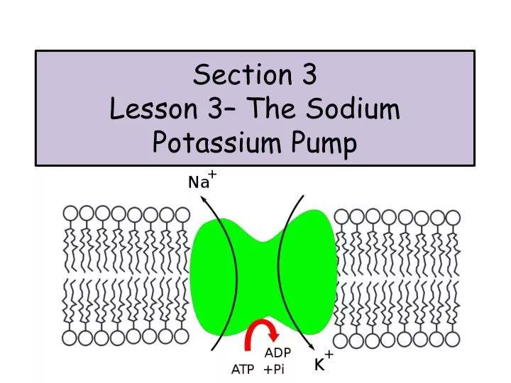 section 3 lesson 3 the sodium potassium pump