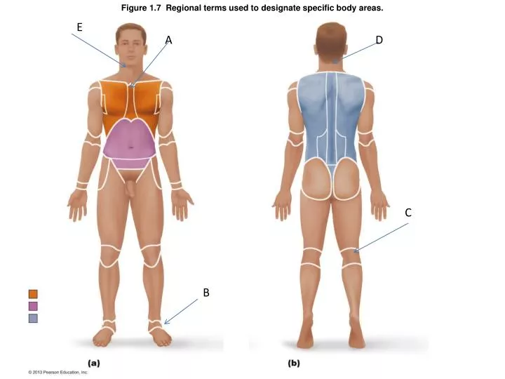 figure 1 7 regional terms used to designate specific body areas