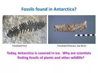 Fossils found in Antarctica?