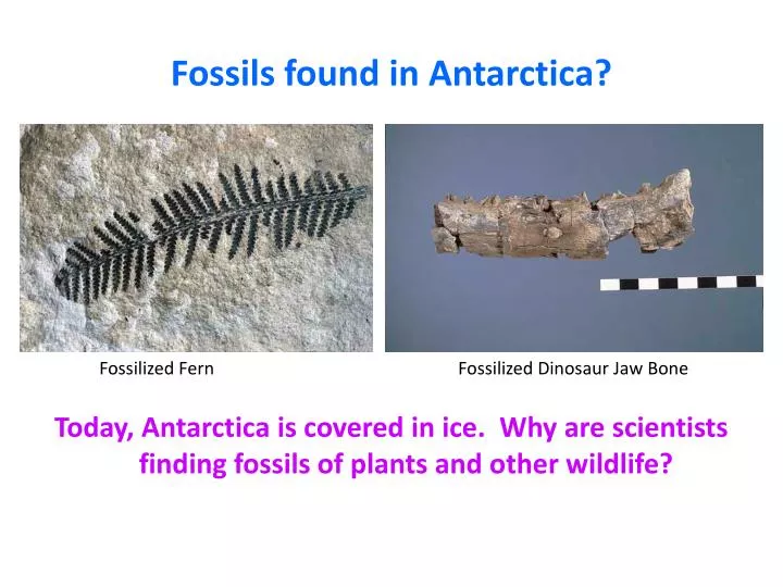 fossils found in antarctica