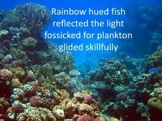 Rainbow hued fish reflected the light fossicked for plankton glided skillfully