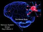 The Human Brain - slide 1