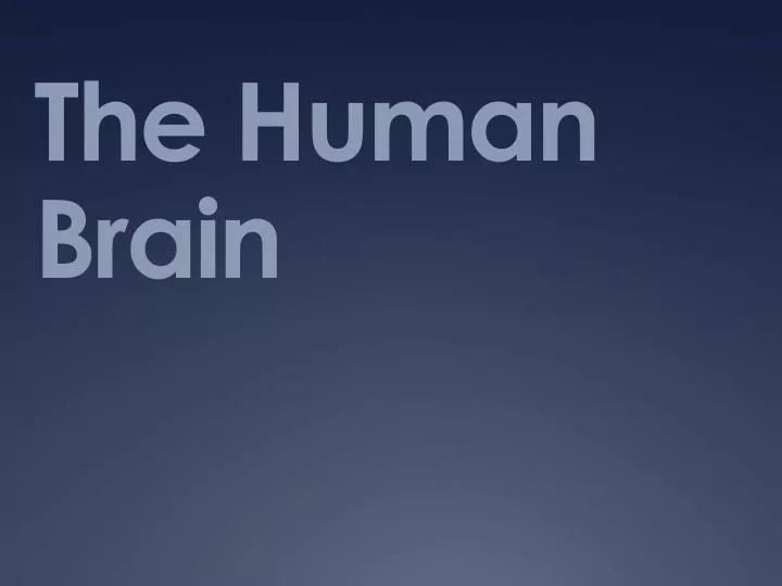 the human brain