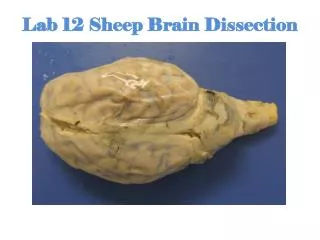 Lab 12 Sheep Brain Dissection