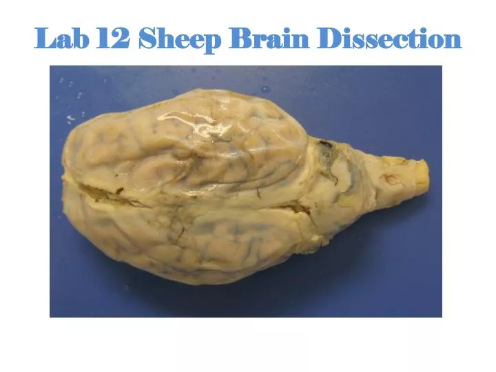 lab 12 sheep brain dissection