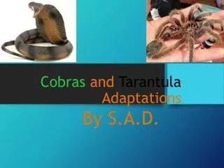 Cobras and Tarantula Adaptations