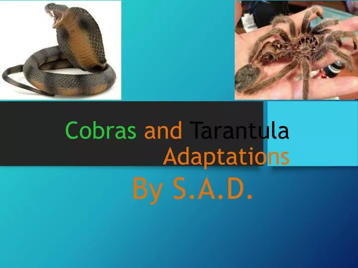 cobras and tarantula adaptations