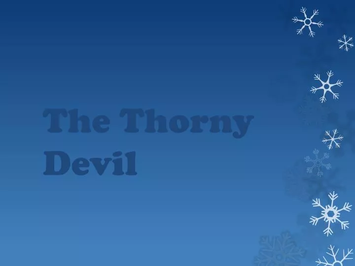 the thorny devil