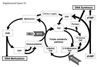 Folate metabolic pathway