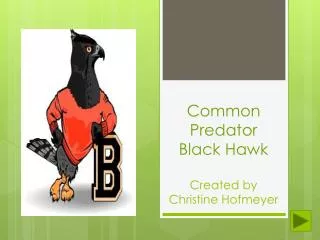 Common Predator Black Hawk Created by Christine Hofmeyer