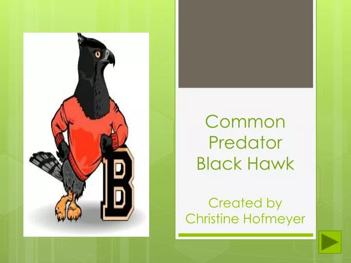 common predator black hawk created by christine hofmeyer
