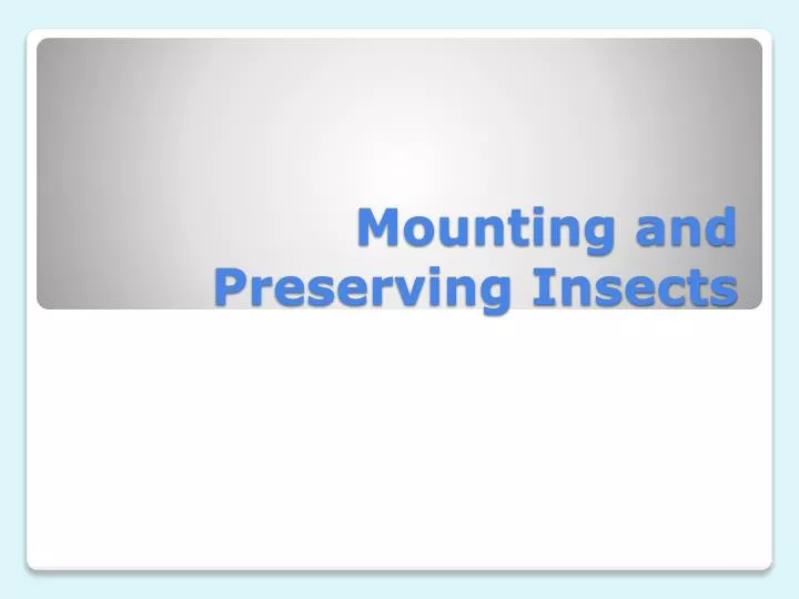 mounting and preserving insects