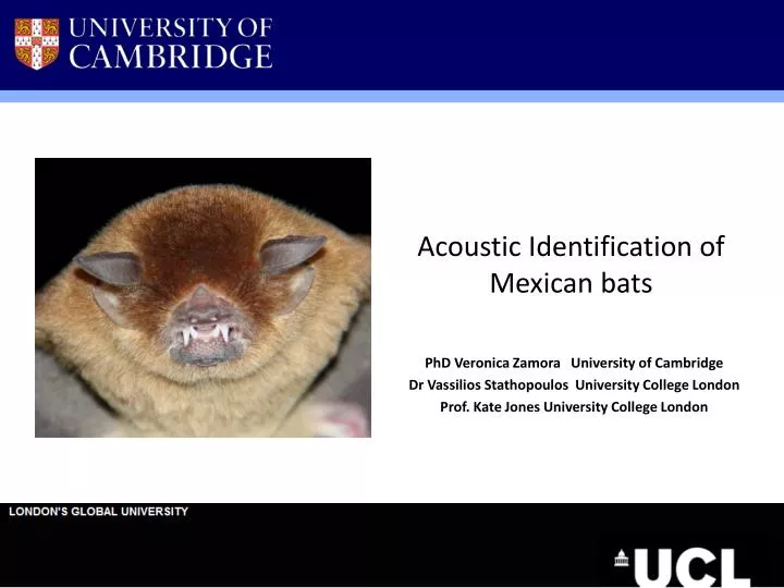 acoustic identification of mexican bats