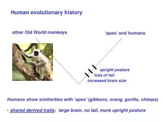 Human evolutionary history
