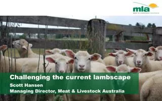 Challenging the current lambscape Scott Hansen Managing Director, Meat &amp; Livestock Australia