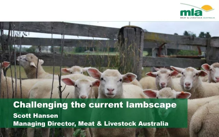 challenging the current lambscape scott hansen managing director meat livestock australia
