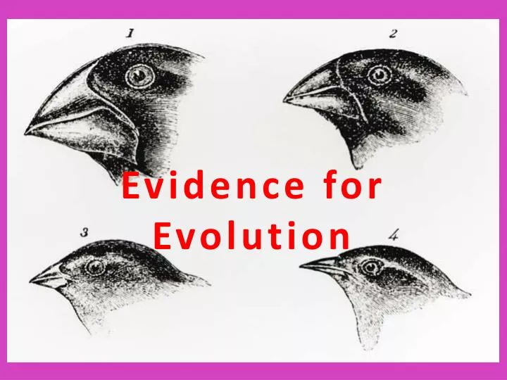 evidence for evolution