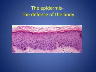 The epidermis- The defense of the body