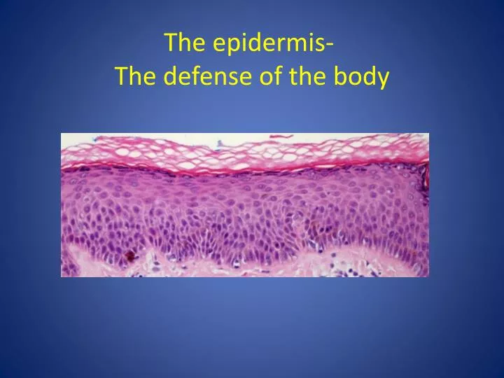 the epidermis the defense of the body