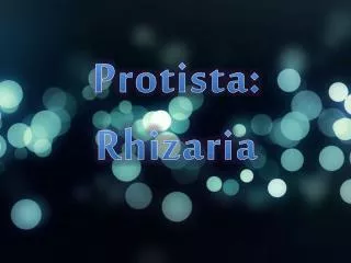 Protista : Rhizaria