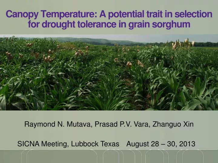 canopy temperature a potential trait in selection for drought tolerance in grain sorghum