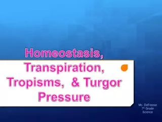 Homeostasis, Transpiration, Tropisms, &amp; Turgor Pressure