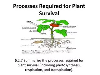 Processes Required for Plant Survival