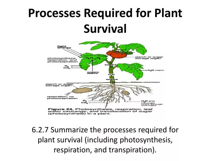 processes required for plant survival