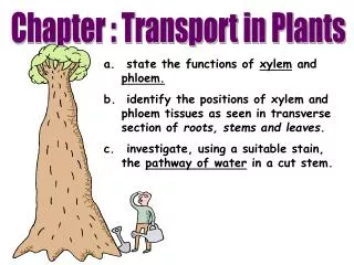 state the functions of xylem and phloem.