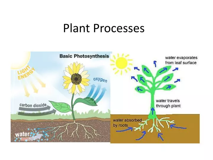 plant processes