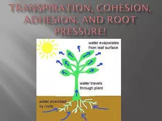 TranSPIRATION , COHESION, ADHESION, AND ROOT PRESSURE!