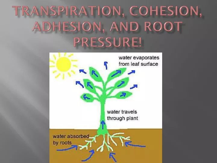 transpiration cohesion adhesion and root pressure
