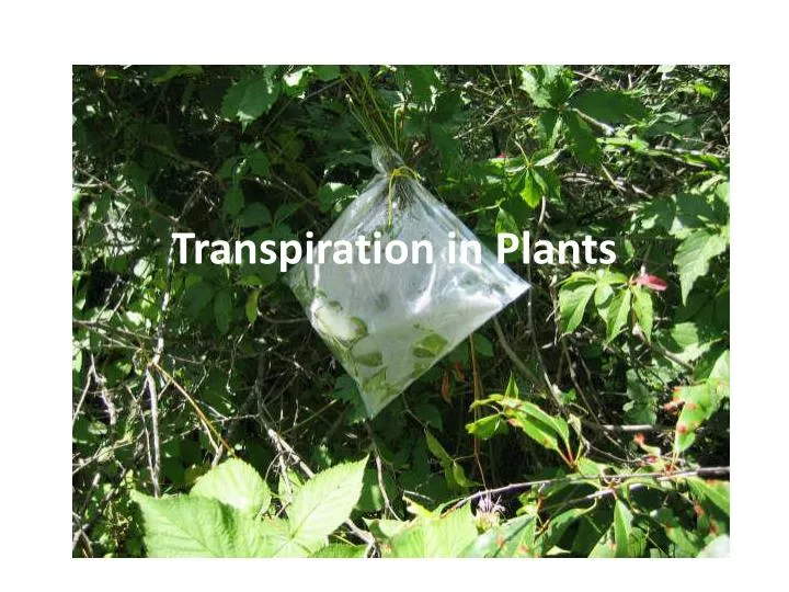 transpiration in plants