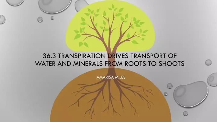 36 3 transpiration drives transport of water and minerals from roots to shoots