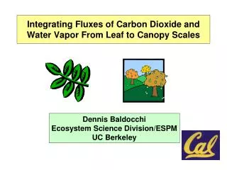 Integrating Fluxes of Carbon Dioxide and Water Vapor From Leaf to Canopy Scales