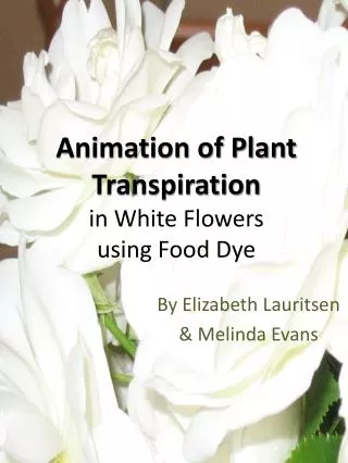 Animation of Plant Transpiration in White Flowers using Food Dye