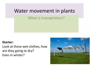 Water movement in plants