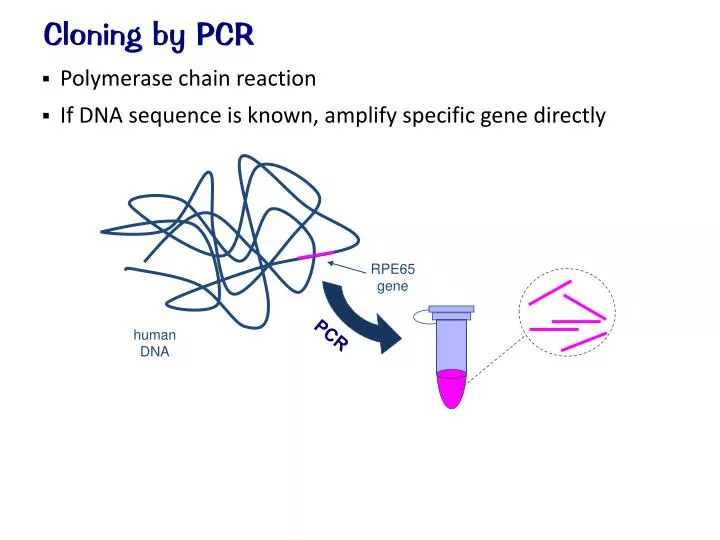 cloning by pcr