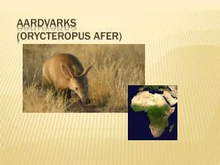 Aardvarks ( Orycteropus afer)