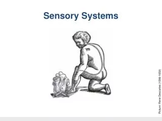 Dr W Kolbinger, Sensory Systems (2009)