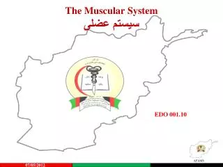 The Muscular System سیستم عضلی