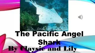 The Pacific A ngel Shark