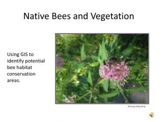 Native Bees and Vegetation