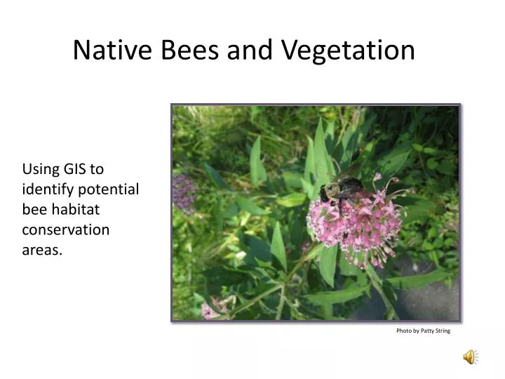 native bees and vegetation