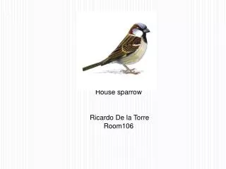 House sparrow Ricardo De la Torre Room106