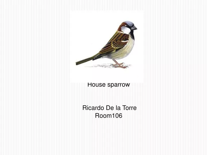 house sparrow ricardo de la torre room106