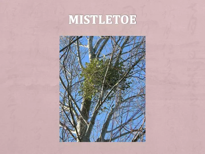 mistletoe