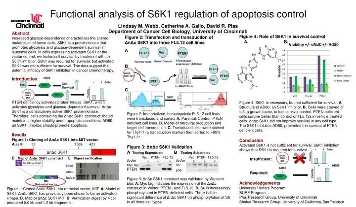 functional analysis of s6k1 regulation of apoptosis control