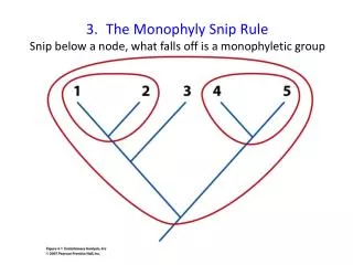 The Monophyly Snip Rule Snip below a node, what falls off is a monophyletic group