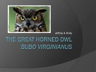 The Great Horned Owl Bubo virginianus